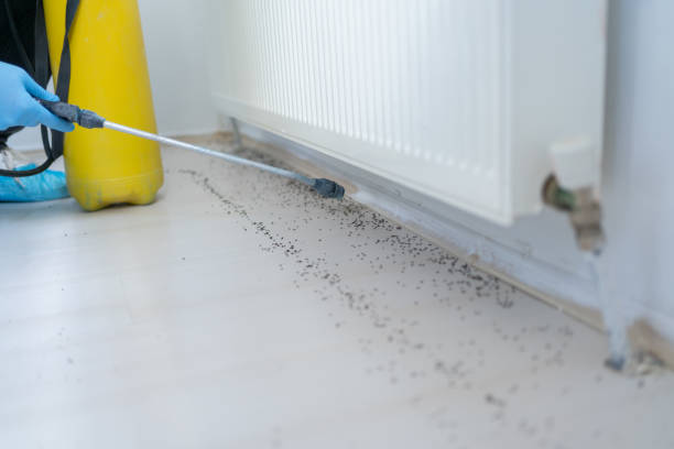 Best Affordable Pest Control Services  in Flippin, AR